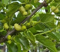 Morus alba 'White Berry' - Witte moerbei vruchtboom - 2