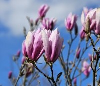 Magnolia 'Susan' - Beverboom - 3