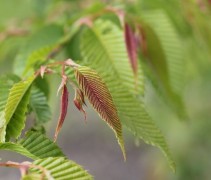 Carpinus Japonica