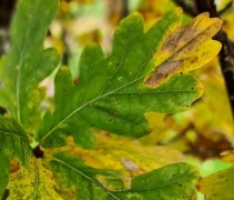 Quercus robur Fastigiata Koster herfst