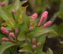 Weigela Pink Poppet