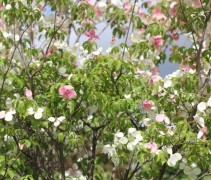 Cornus 'Norman Hadden'
