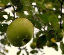Malus domestica 'Lombarts Calville'