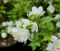 Philadelphus 'Manteau d'Hermine'
