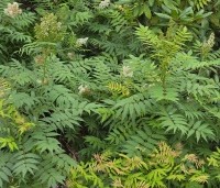 Sorbaria sorbifolia 'Sem' - Lijsterbessprirea 'Sem' - 1