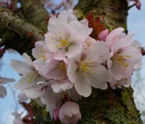 Bloesem Prunus 'Spire'