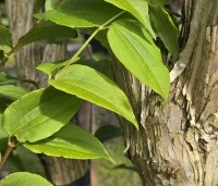 Heptacodium miconioides - Zevenzonenboom - 5