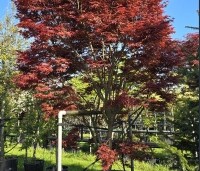 Acer palmatum 'Beni Hagoromo' - Japanse Esdoorn 'Beni Hagoromo' - 2