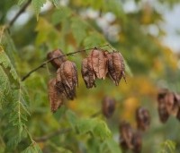 Koelreuteria paniculata - Chinese vernisboom - 5