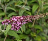 Buddleja davidii 'Pink Delight' - Vlinderstruik 'Pink Delight' - 1