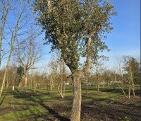 Quercus suber - Kurkeik - 5