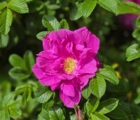 Rosa rugosa - Japanse Bottelroos - 1