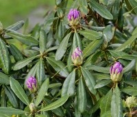 Rhododendron ponticum - Wilde rhododendron - 2
