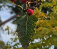Sorbus intermedia - Lijsterbes - 1