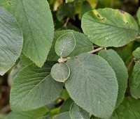 Viburnum lantana - Wollige sneeuwbal - blad oktober