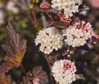 Physocarpus opulifolius 'Tiny Wine' - Blaasspiraea 'Tiny Wine' - 3