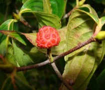 Cornus kousa 'China Girl' vrucht