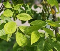 Cladrastis kentukea - Geelhout - 3