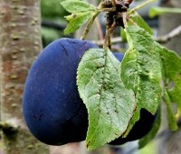 Prunus dom. 'Reine Claude d'Althan' - Prunus dom. 'Reine Claude d'Althan' - 2