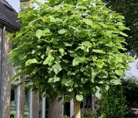 Catalpa bignonioides 'Nana' - Bolcatalpa - 3