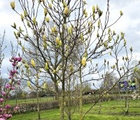 Magnolia brooklynensis 'Elizabeth' - Magnolia brooklynensis 'Elizabeth' - 1