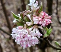 Viburnum x bodnantense 'Dawn' - Winterbloeiende Sneeuwbal 'Dawn' - 2