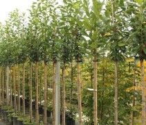 Deze streke Laurierkers is ook leverbaar als hoogstam (boom), deze vindt u terug in andere rubrieken in onze webshop