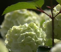 Viburnum plic Rotundifolium