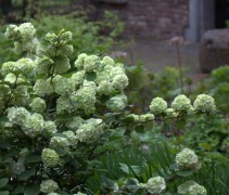 Viburnum plicatum Rotundifolium