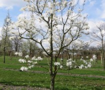 Magnolia loebneri 'Merrill' in bloei