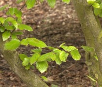 Parrotia persica Vanessa