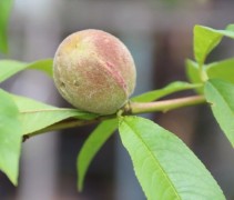 Prunus persica 'Madame Blanchet'