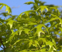 Quercus Palustris