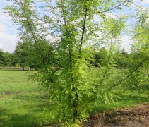 Sophora Japonica