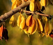 Halesia Carolina herfst