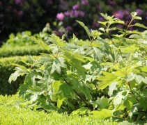 Hydrangea Quercifolia