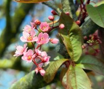 Prunus padus Colorata