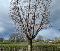Prunus sargentii rancho 