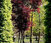 Acer palmatum 'Red Flash'
