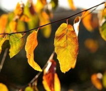 Carpinus Caroliniana