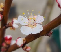 Prunus arm 'Tros Oranje'