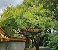 Koelreuteria paniculata - Chinese vernisboom - 2