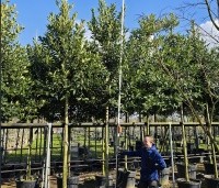 Ilex koehneana 'Chestnut Leaf' - Kastanje bladige hulst - 2