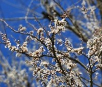 Prunus spinosa - Sleedoorn - 2