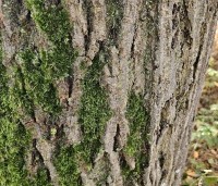 Fraxinus excelsior - Es - 1