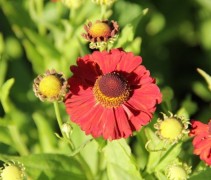 Helenium 'Moerheim Beauty' 