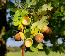 Quercus robur