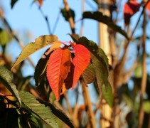 Sierkers 'Royal Flame' in herfstblad