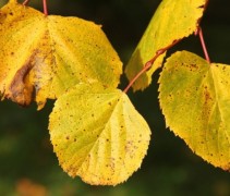 Tilia x Europaea