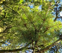 Pseudotsuga Menziesii
